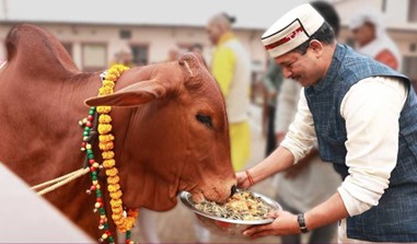 インド牛お祭り